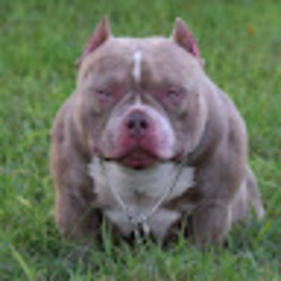 Meet your Posher, Khloe - Picture 1 of 1